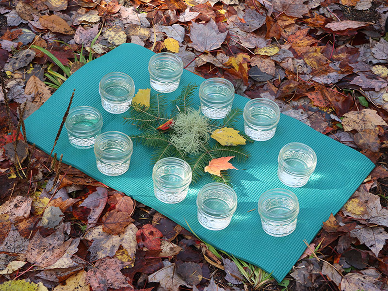Adirondack Forest Bathing pine tea in glasses spread out on forest floor