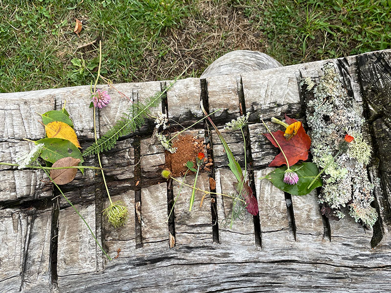 Natural items arranged during immersive Adirondack forest bathing