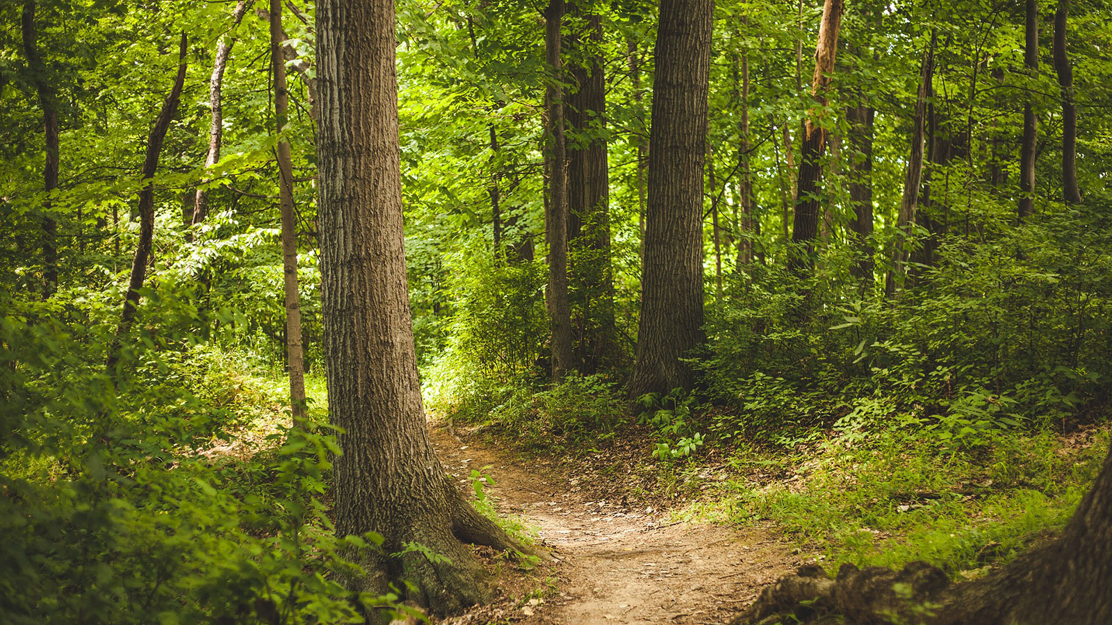 Dirt path through foreset trees while Adirondack Forest Bathing