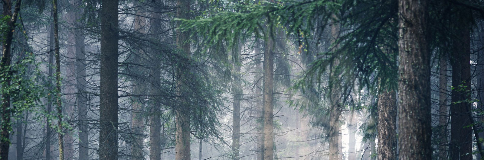Pine Trees while Adirondack Forest Bathing